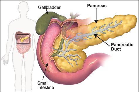Human Pancreas Organoids: A step closer to understanding biology & treating disease - BMC Series ...