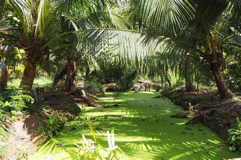 Coconut Farm in Thailand with Green Canal Stock Photo - Image of good, argriculture: 116859200