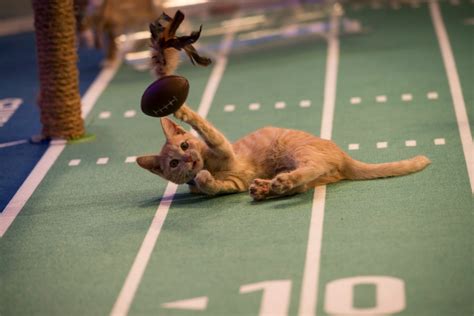 Kitten Bowl 2020 Release Date, Time, Watch Online on Hallmark, Host 7