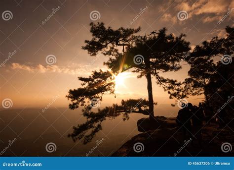 Big Pine on the Mountain during Sunset Stock Photo - Image of night ...