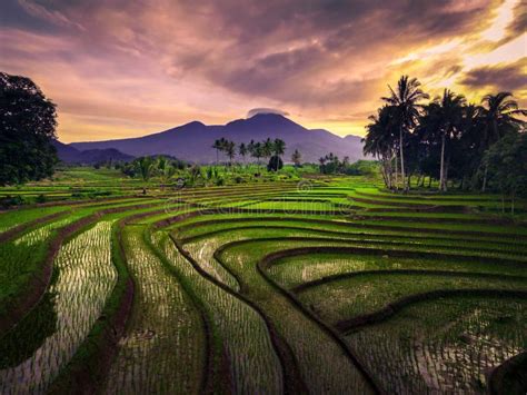 Aerial View of Asia in Indonesian Rice Fields with Mountains at Sunrise Stock Image - Image of ...