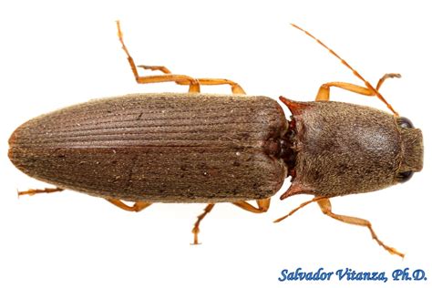 Coleoptera-Elateridae-Conoderus parallelus-Click Beetles (A) - Urban ...