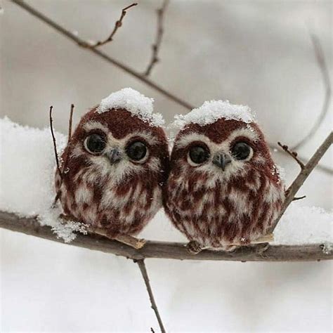 Follow @planetfervor for more. Baby Owls | Photography by Irina ...