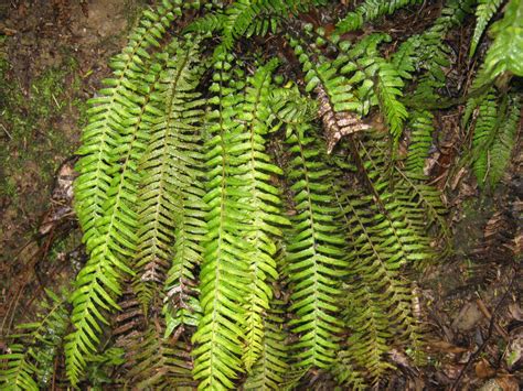 N Z FERNS - The Trees & Flowers of Whangarei.