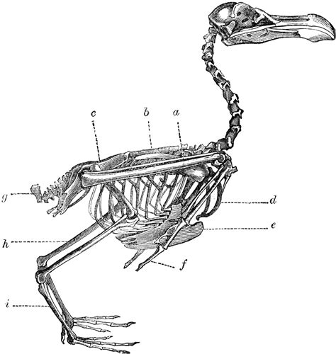 Skeleton of a Bird | ClipArt ETC