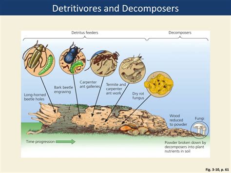 PPT - CHAPTER 3 Ecosystems: What Are They and How Do They Work? PowerPoint Presentation - ID:9508165