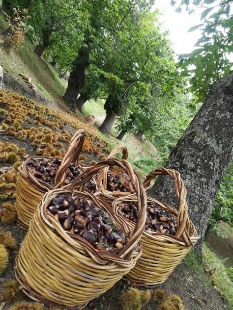 RACCOLTA CASTAGNE 2020… NOVITA’ IN ARRIVO – CastagneOnline.com