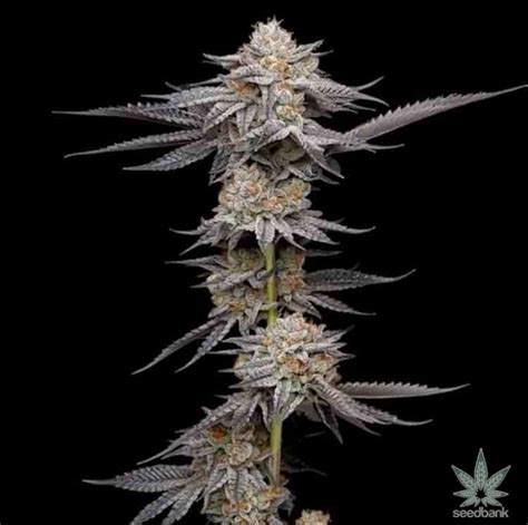 Granddaddy Purple Seeds | Feminized Grand Daddy Purple Strain | GDP