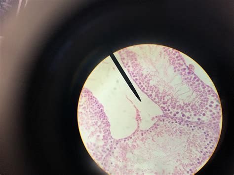 Testicular Cell— Bio Lab Diagram | Quizlet