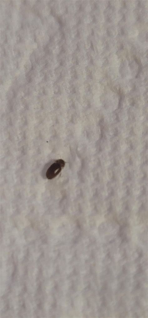 Is this a drugstore beetle? Any tips to get rid of whatever this is ...