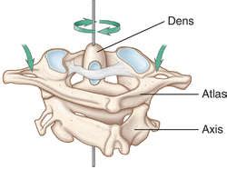 Dens Anatomy - Anatomical Charts & Posters