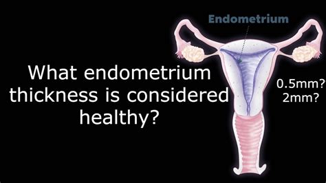 What is a healthy endometrium thickness? | The Menstrual Cycle | Antai ...