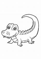 Printable Alligator Pictures Coloring Home sketch template