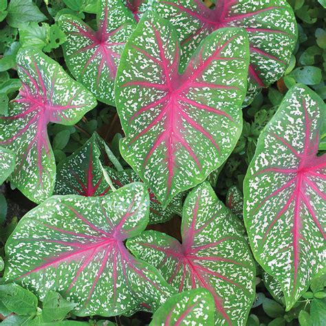 Is The Fatsia Plant Poisonous : Planting Combination Featuring Foliage Texture And Sparkle ...