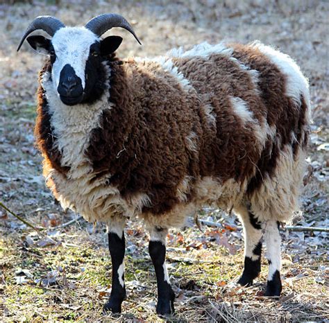 Jacob Sheep Stock Photos, Pictures & Royalty-Free Images - iStock