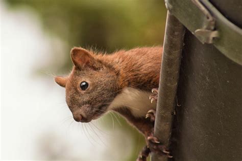 Squirrel Germany Sweet - Free photo on Pixabay - Pixabay