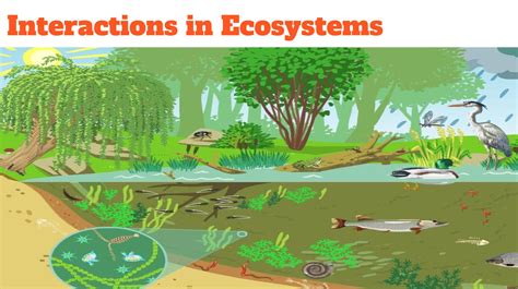 Interactions in Ecosystems - Google Slides - Wednesday, May 29, 2019 ...