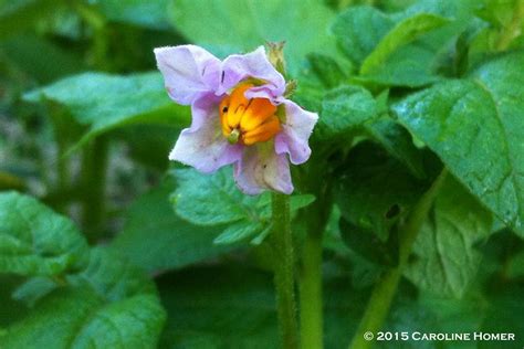 Time to order seed potatoes!