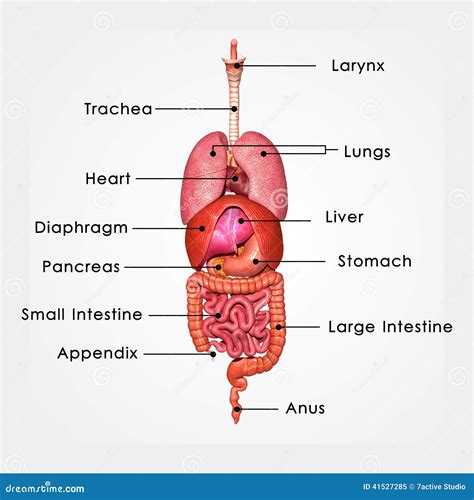 Human Organs Stock Illustration - Image: 41527285