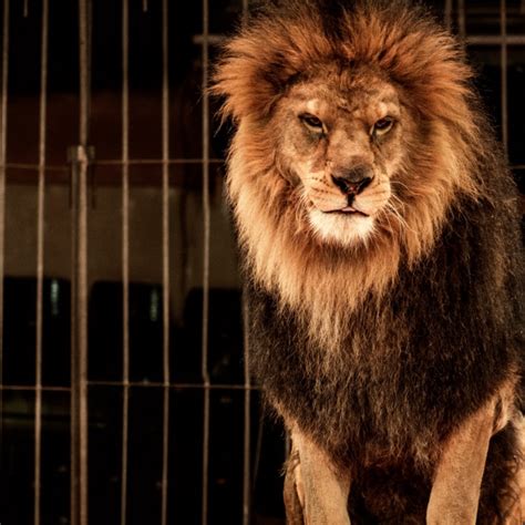 11 Facts About Circus Animal Abuse | DoSomething.org