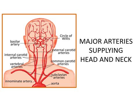 PPT - MAJOR ARTERIES SUPPLYING HEAD AND NECK PowerPoint Presentation, free download - ID:2030083