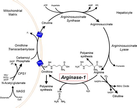 Arginase-1 deficiency | SpringerLink