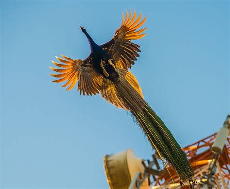 The Amazing Photos of Flying Peacocks