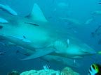 Bull Shark - Carcharhinus leucas - Fiji - Photo 2 - Tropical Reefs