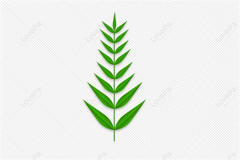 Evergreen Leaves Clipart Background