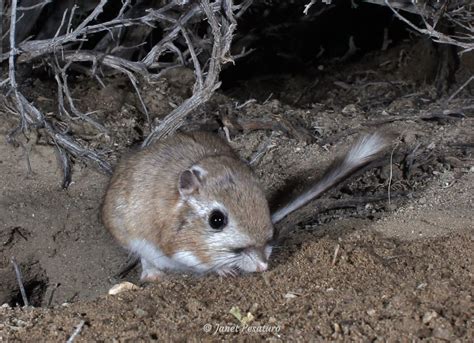 Kangaroo Rat Burrows - Winterberry Wildlife