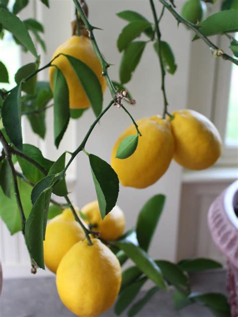 Lemon Tree Losing Leaves? (How to Save it) – The Garden Hows