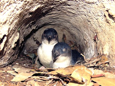 Tasmanian little penguin study casts light on foraging behavior