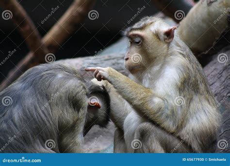 Two Monkeys Fighting In The Sand Royalty-Free Stock Photo | CartoonDealer.com #83719713