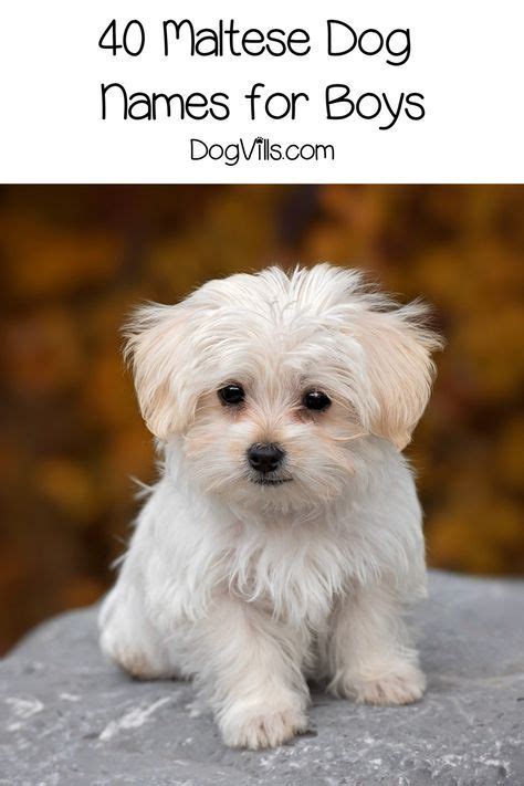 80 beautiful maltese dog names for your new pup – Artofit