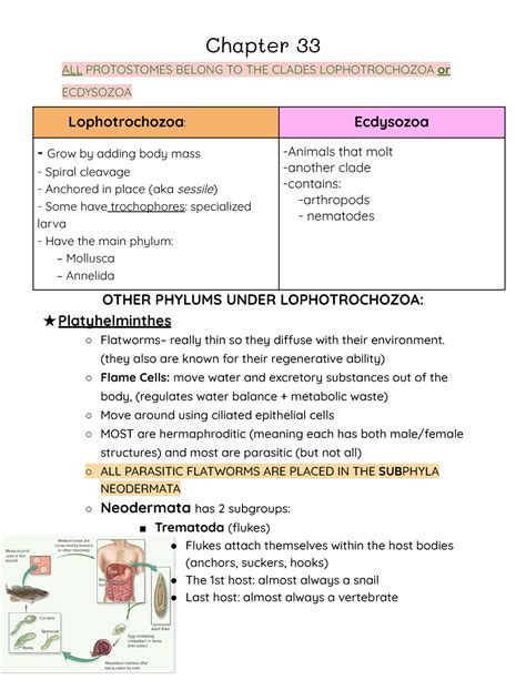 Chapter 33: Protostomes Summary - Biology - ALL PROTOSTOMES BELONG TO ...