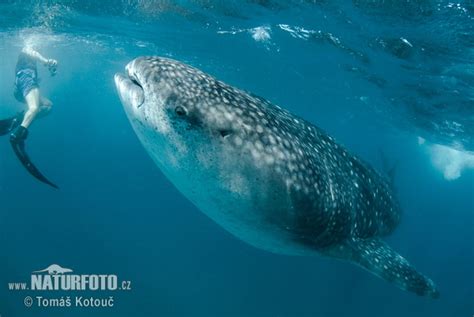 Rhincodon typus Pictures, Whale Shark Images, Nature Wildlife Photos | NaturePhoto