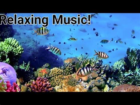 4 Hours Of Relaxing Music with Fish Underwater - YouTube