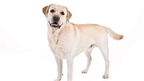 Labrador retriever named American Kennel Club's most popular dog breed ...