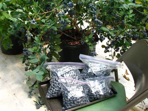 growing blueberries in containers | Container gardening vegetables ...