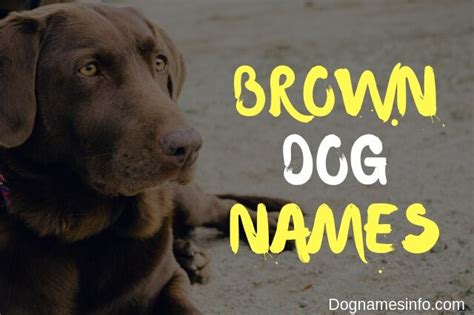 500+ Cute Brown Dog Names for Chocolate Puppies 2023