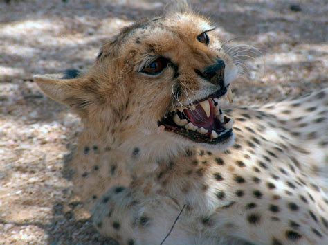 Critically Endangered Saharan Cheetah Spotted For The First Time In A Decade In Algeria | IFLScience