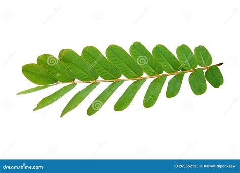 Senna alata green leaves stock image. Image of care - 265562125