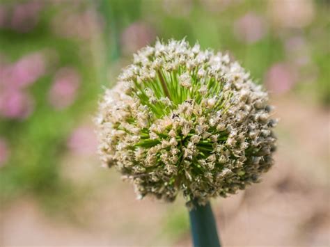 Harvesting Onion Seeds - How To Collect Onion Seeds