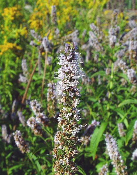 Mentha spicata (spearmint): Go Botany