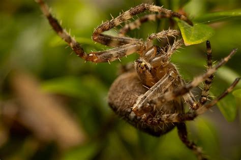 Garden spider season 🎃 : r/MacroPorn