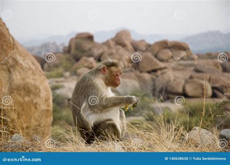 Cute Big Monkey Eating Banana in the Wild on the Background of Natural Stones Stock Photo ...