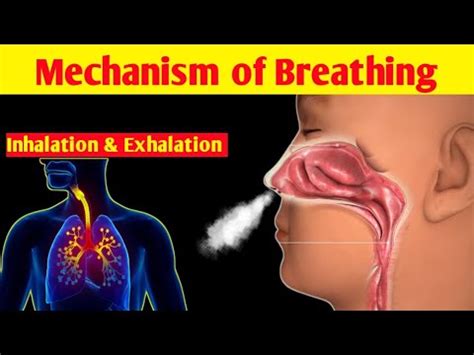 Mechanism of Breathing (Animation) | Phases of Breathing | Inhalation and Exhalation (in Urdu ...