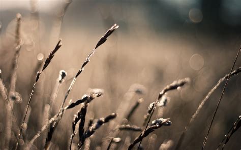 Macro photography of grass HD wallpaper | Wallpaper Flare