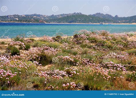 Mediterranean Vegetation Stock Photos - Image: 11689793