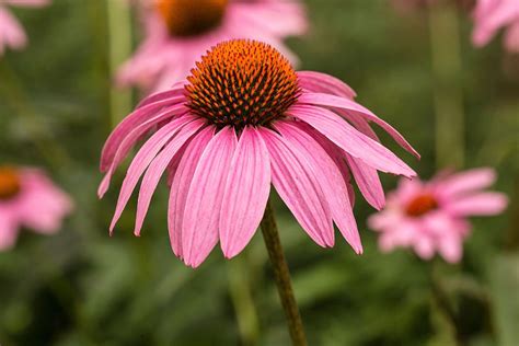 Purple Coneflower Is A Colorful Garden Favorite That Isn't Very Purple